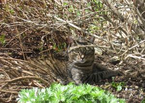 Hemlock, by F.T. McKinstry